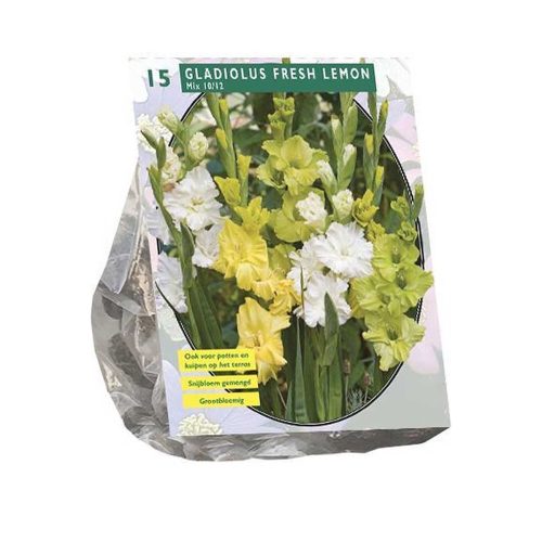 Gladiolus Fresh Lemon Mix — pack of 15