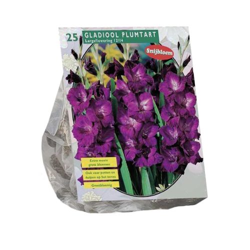 Gladiolus 'Plum tart' — pack of 25