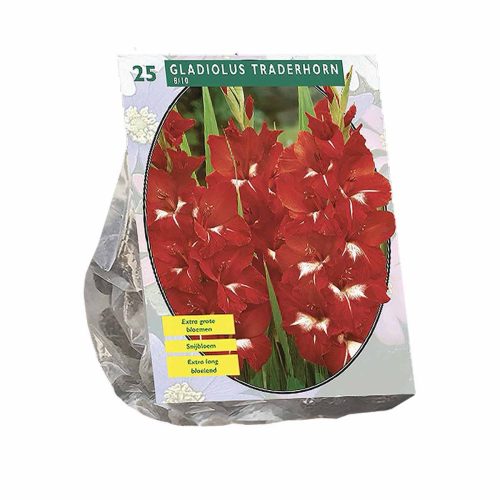 Gladiolus 'Traderhorn' — pack of 25