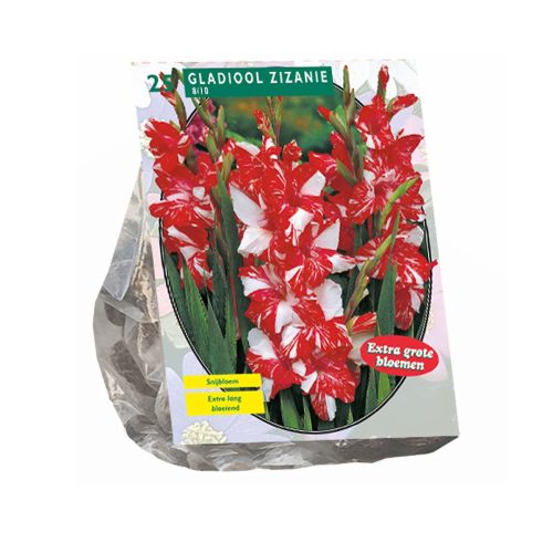 Gladiolus 'Zizanie' — pack of 25