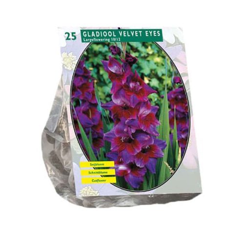 Gladiolus 'Velvet Eyes' — pack of 25