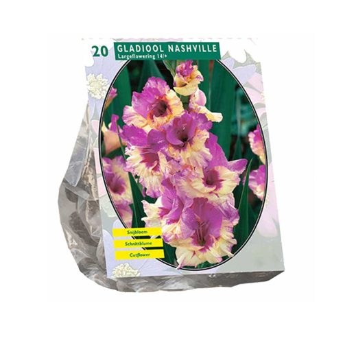 Gladiolus 'Nashville' — pack of 20