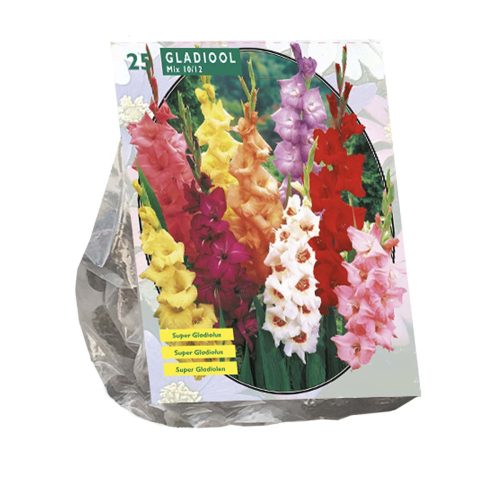 Gladiolus Mix-Pack