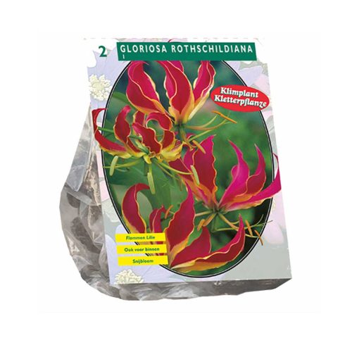 Gloriosa 'Rothschildiana' — pack of 2