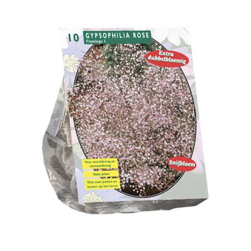 Gypsophilia 'Pan Pink' — pack of 10