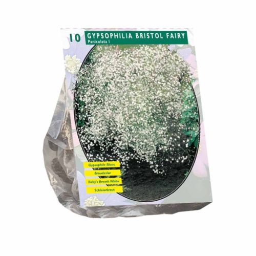 Gypsophilia 'Pan White' — pack of 10