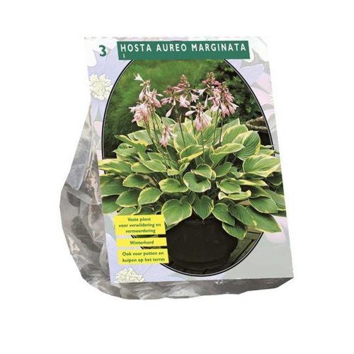 Hosta 'Aureomarginata' — pack of 3