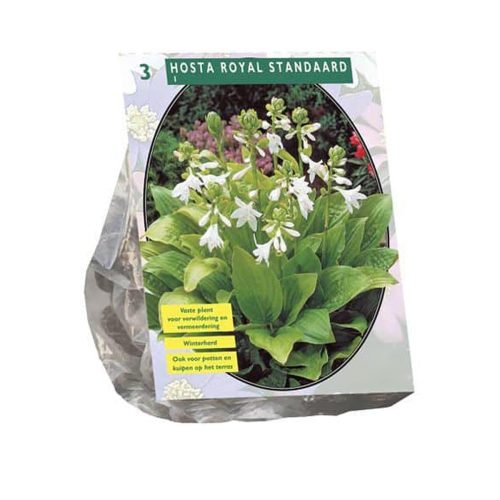 Hosta 'Royal Standard' — pack of 3