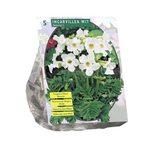 Incarvillea Delavayi White — pack of 5