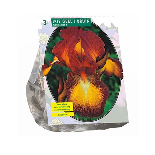 Iris Germanica Yellow/Brown — pack of 3