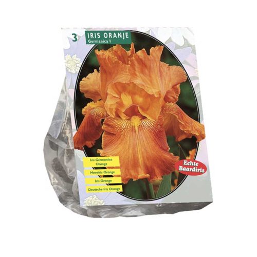 Iris Germanica Orange — pack of 3