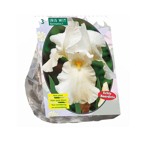 Iris Germanica White — pack of 3