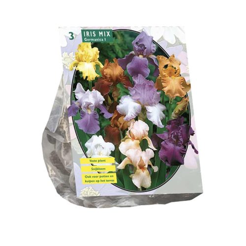 Iris Germanica Mix — pack of 3