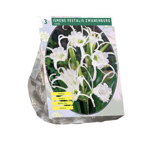 Ismene Festalis 'Zwanenburg' — pack of 3