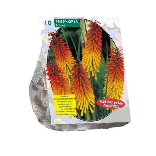 Torch Lily (Kniphofia 'Grandiflora') — pack of 10