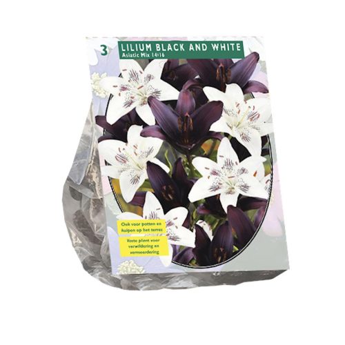 Lilium Black and White — pack of 3