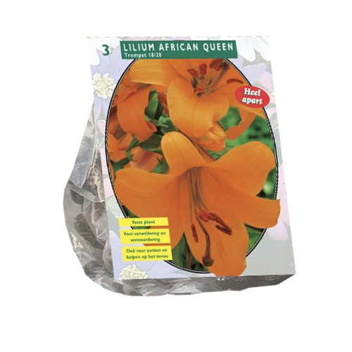 Lilium 'African Queen' — pack of 3