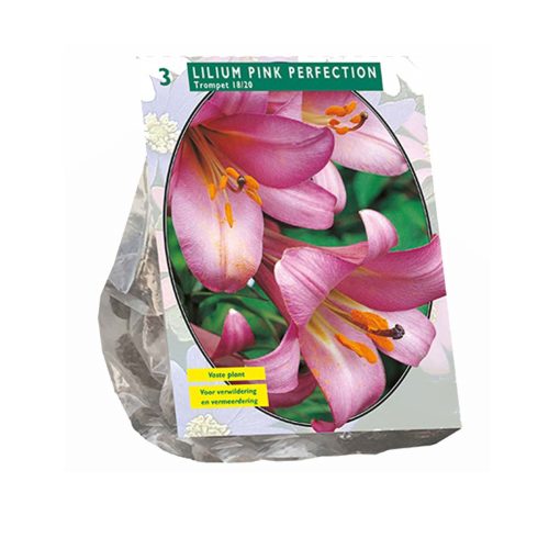 Lilium 'Pink Perfection' — pack of 3