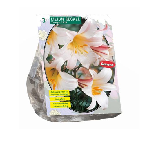 Lilium 'Regale' — pack of 3