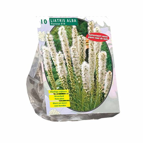 Liatris Floristan White — pack of 10