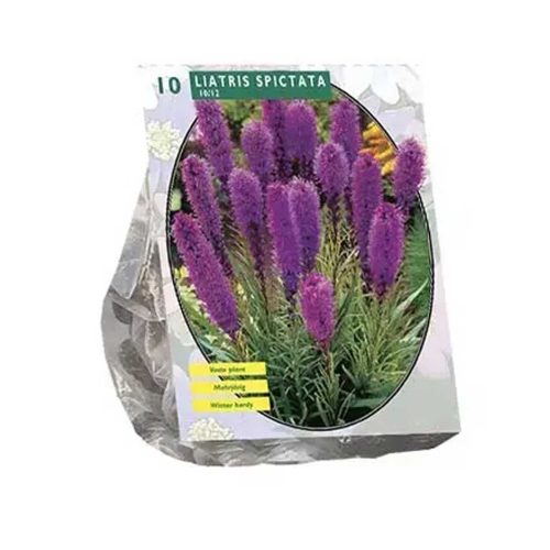 Liatris Spicata Purple — pack of 10