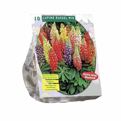 Lupine Russel Mix — pack of 10