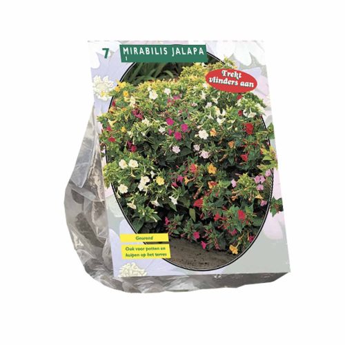 Mirabilis Jalapa — pack of 7