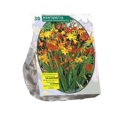 Crocosmia / Montbretia