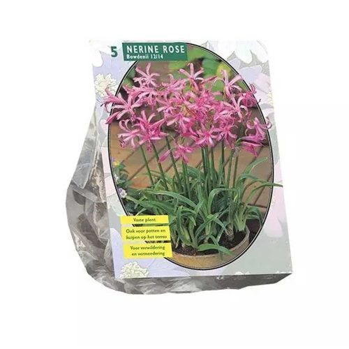 Nerine Bowdenii Pink  — pack of 5