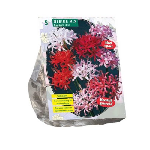 Nerine Bowdenii Mix — pack of 5