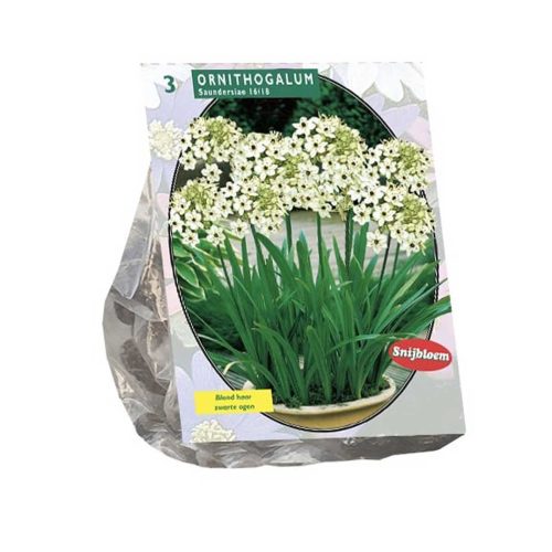 Ornithogalum Saundersiae — pack of 3