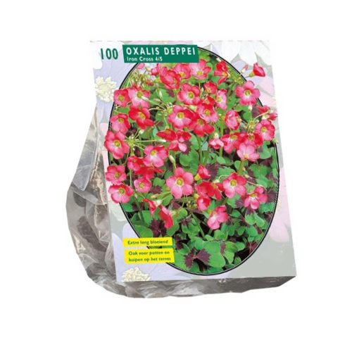 Oxalis Deppei 'Iron Cross' — pack of 100