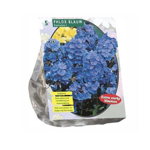 Phlox Blue — pack of 5
