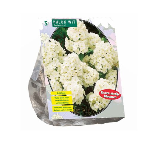 Phlox White — pack of 5