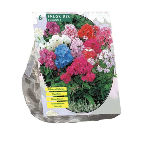 Phlox Mix — pack of 6