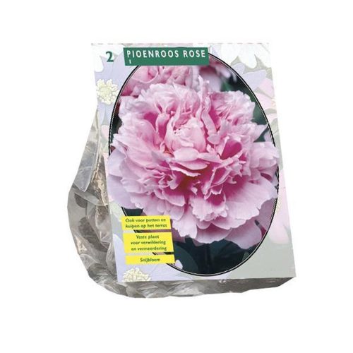 Peonies Pink — pack of 2