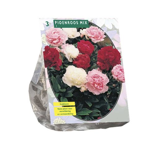 Peonies Mix — pack of 3