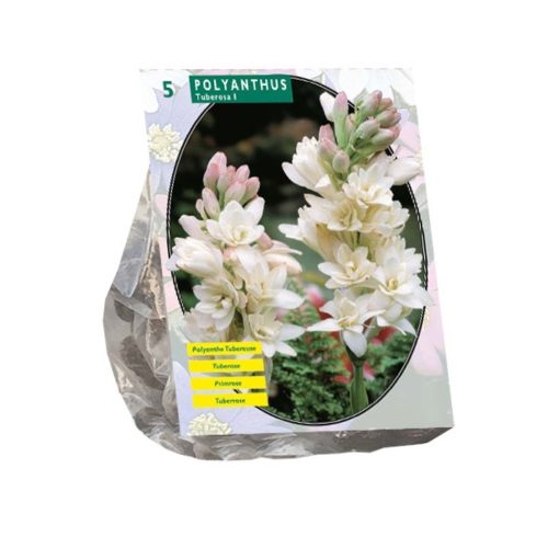 Tuberose (Polianthes Tuberosa) — pack of 5