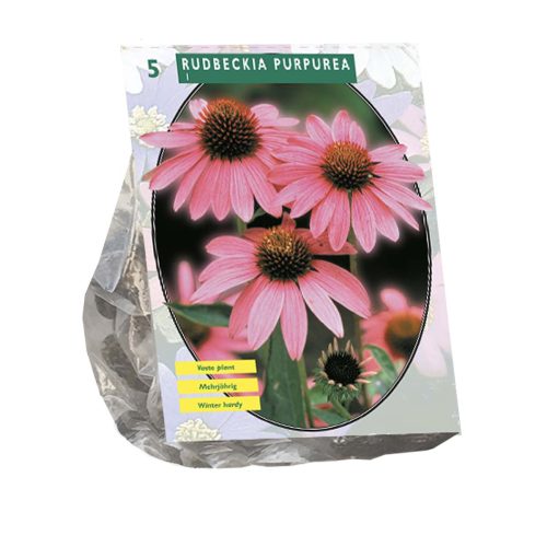 Echinacea Purpurea (Purple Coneflower) — pack of 5