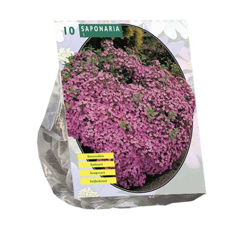 Saponaria Officinalis — pack of 10