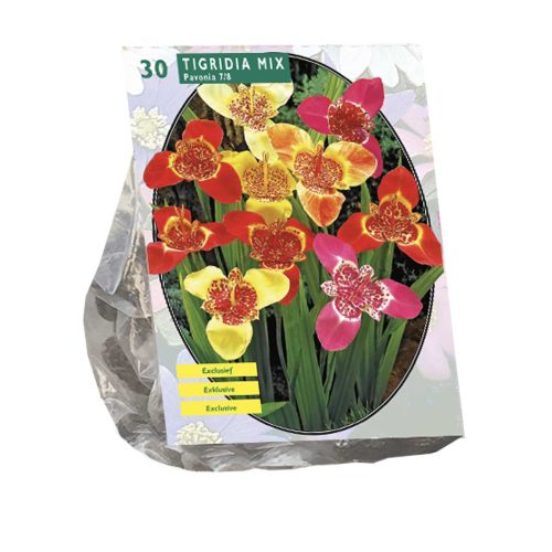 Tigridia Pavonia (Tiger Flower) Mix — pack of 30