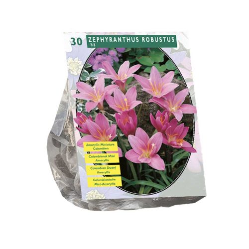 Zephyranthes Robustus 'Argentine Rain Lily'