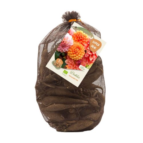 Bio Dahlia Netlon — Decorative Mix of 3