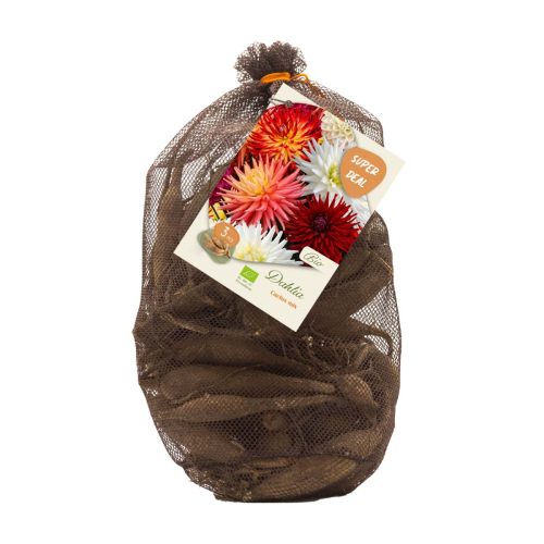 Bio Dahlia Netlon — Cactus Mix of 3