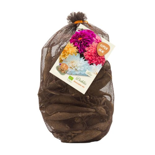 Bio Dahlia Netlon — Dinnerplate Mix of 3