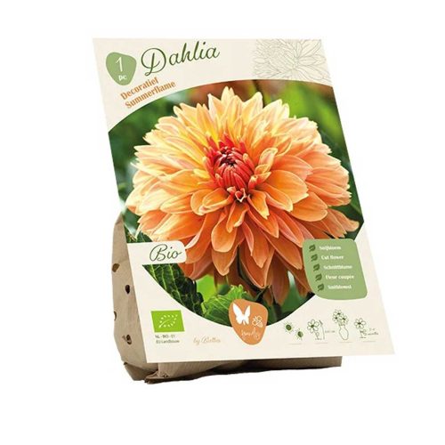 Bio Dahlia 'Summerflame'