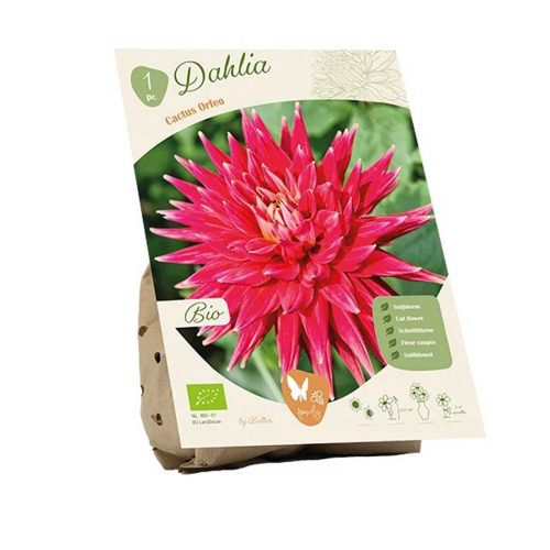 Bio Dahlia 'Orfeo'