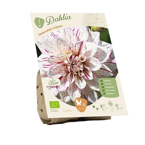Bio Dahlia 'Avignon'