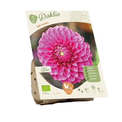 Bio Dahlia 'Sandra'