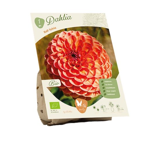 Bio Dahlia 'Sylvia'
